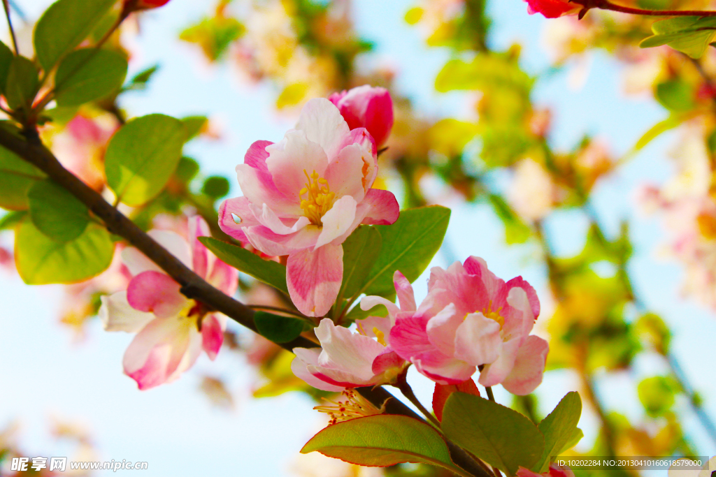 花枝海棠