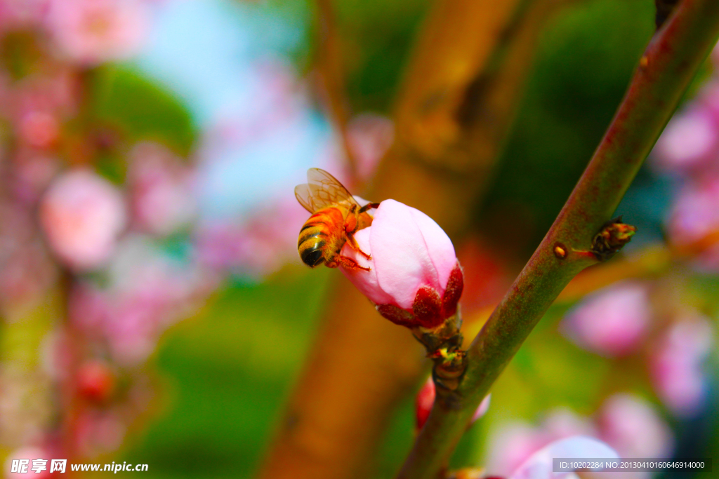 蜜蜂采蜜