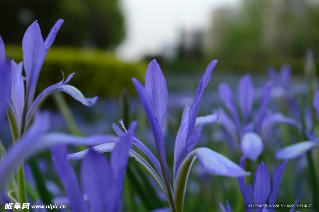 鸢尾花