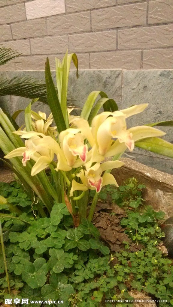 兰花