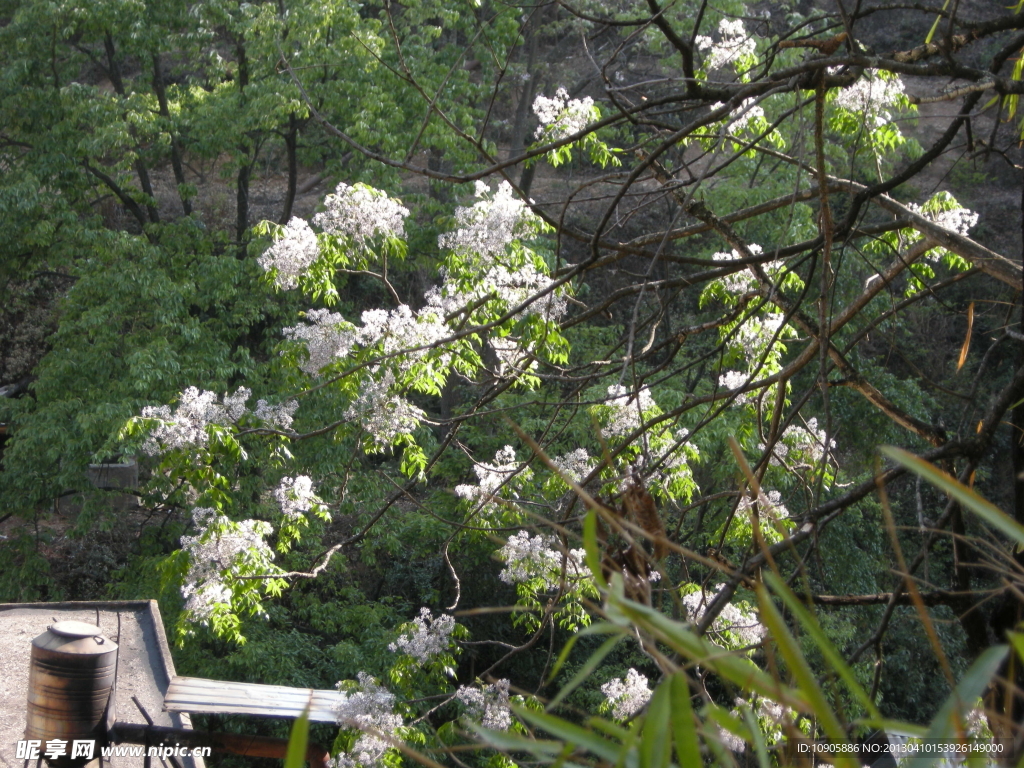 白花