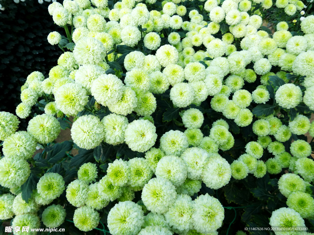 菊花