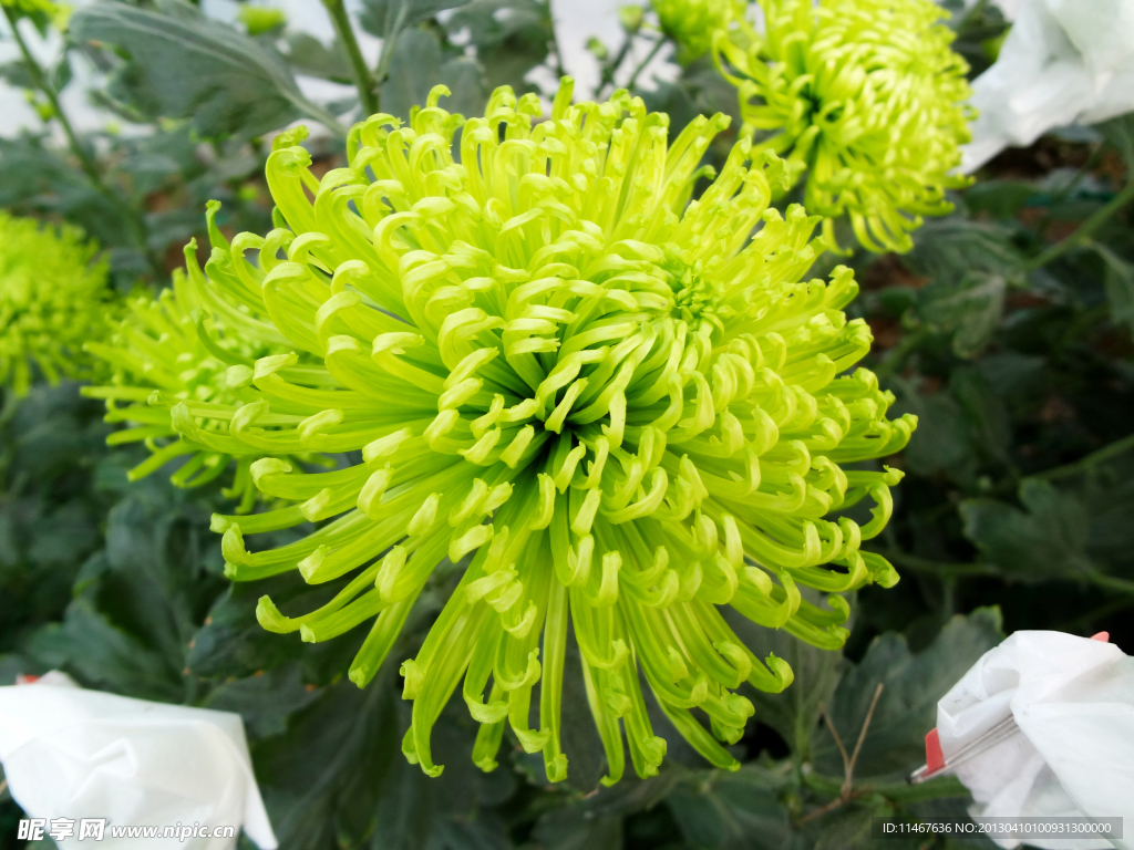 菊花