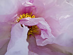 牡丹花蕊