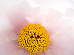 牡丹花蕊
