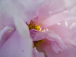 牡丹花蕊