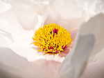 牡丹花蕊