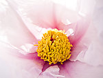 牡丹花蕊