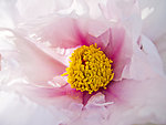 牡丹花蕊