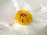 牡丹花蕊