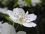 梨花