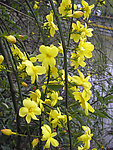 迎春花