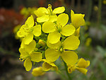 油菜花