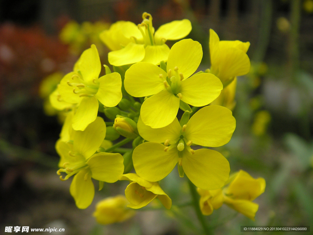 油菜花