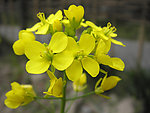 油菜花