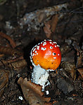 野蘑菇