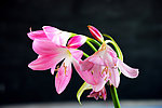 鲜艳 朱顶红花