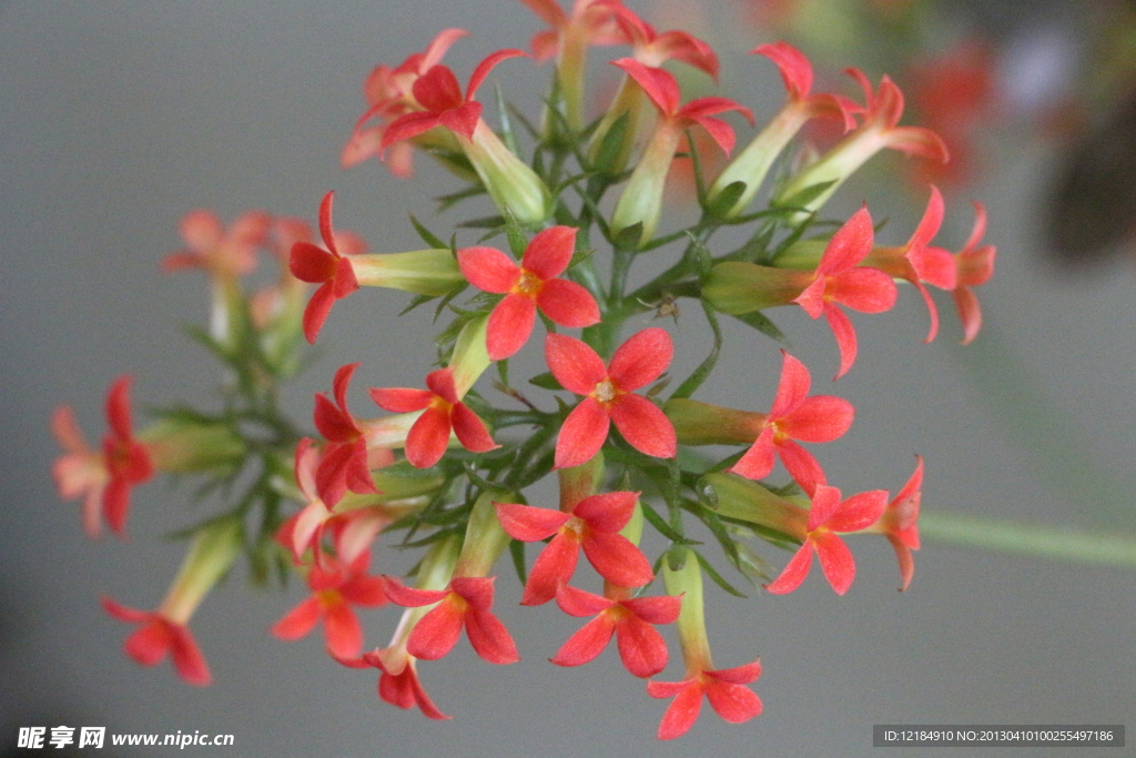 繁荣小花