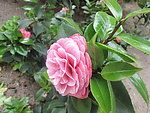 茶花