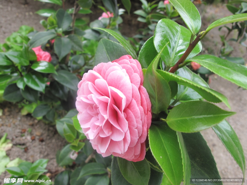 茶花