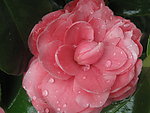 茶花