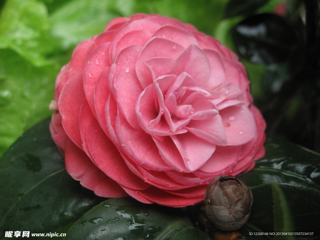 茶花