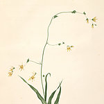 春之呼吸 花卉