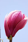 玉兰花