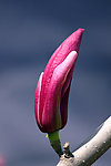 玉兰花
