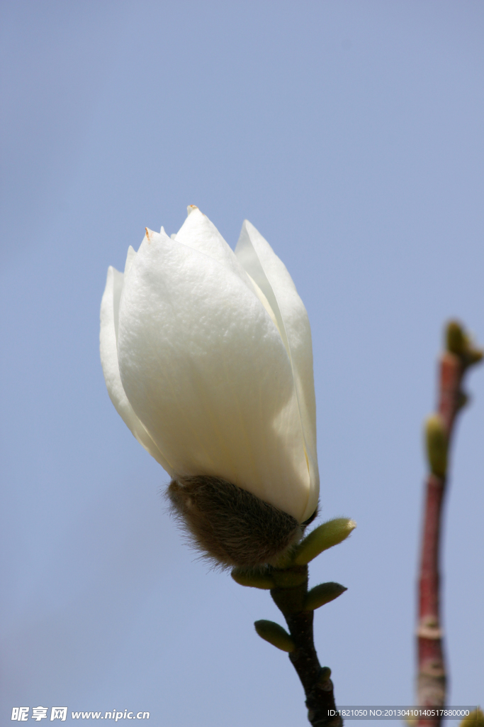 玉兰花