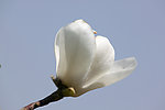 玉兰花