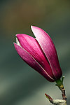 玉兰花