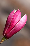 玉兰花
