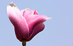 玉兰花