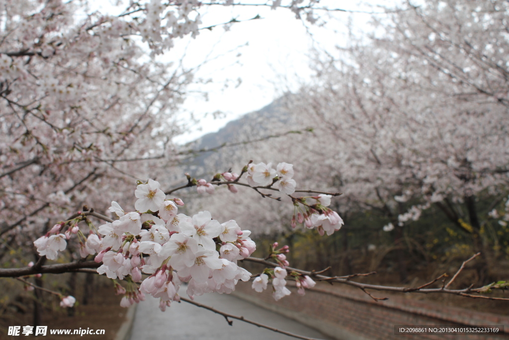 雨中樱花