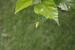 热带植物