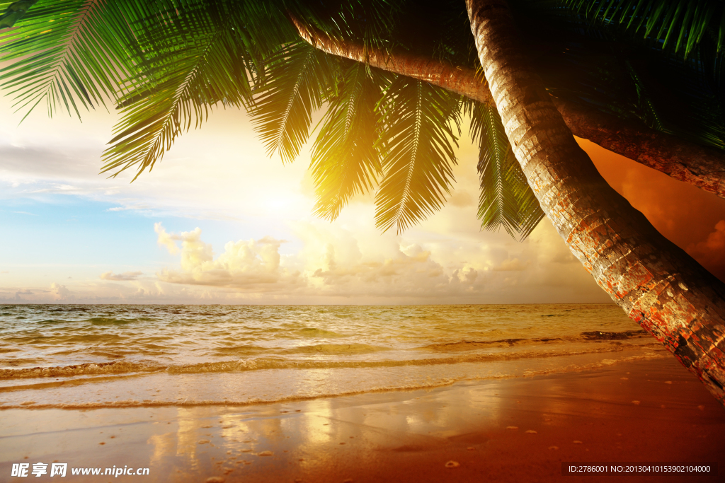 夕阳下的沙滩椰树