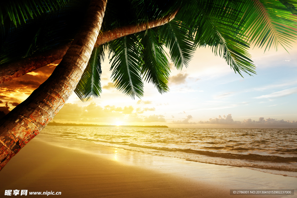 夕阳下的沙滩椰树