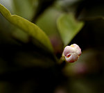 柠檬花蕾
