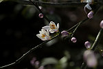并蒂莲