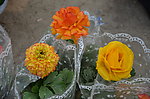 花毛茛