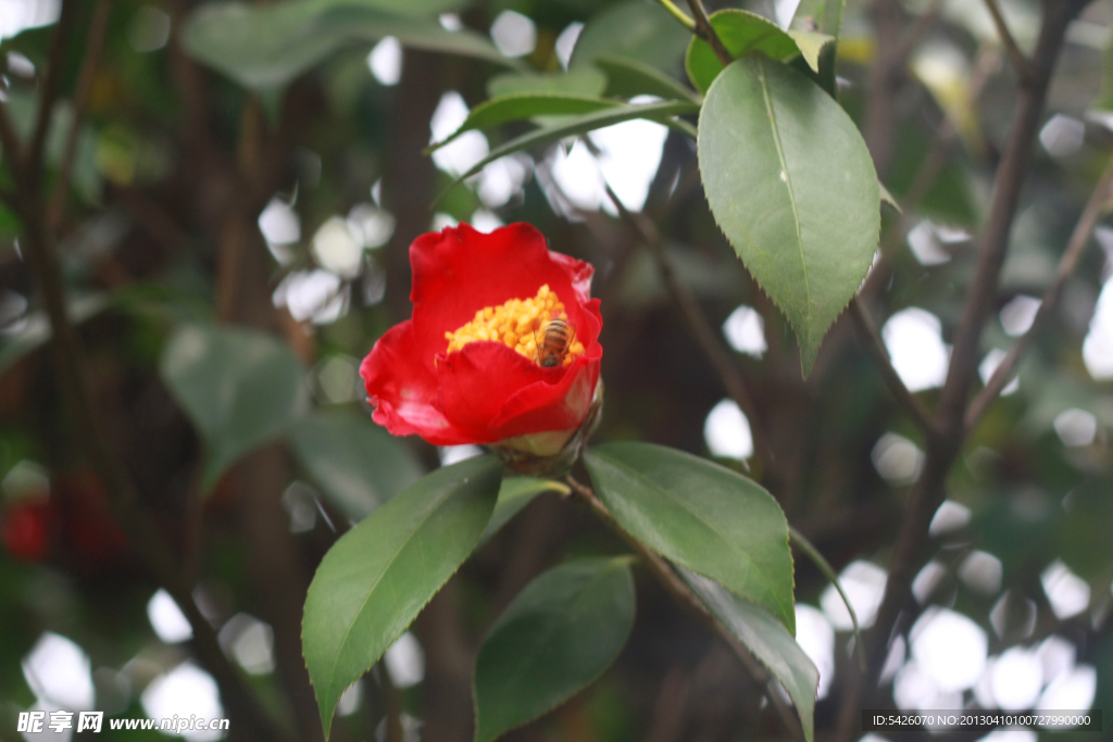 茶花