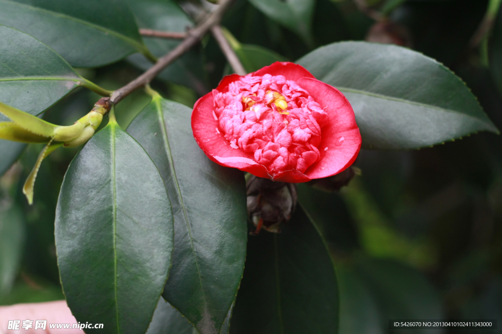 茶花