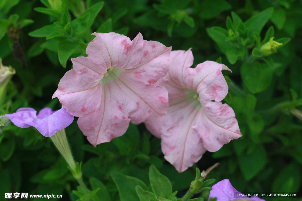 牵牛花