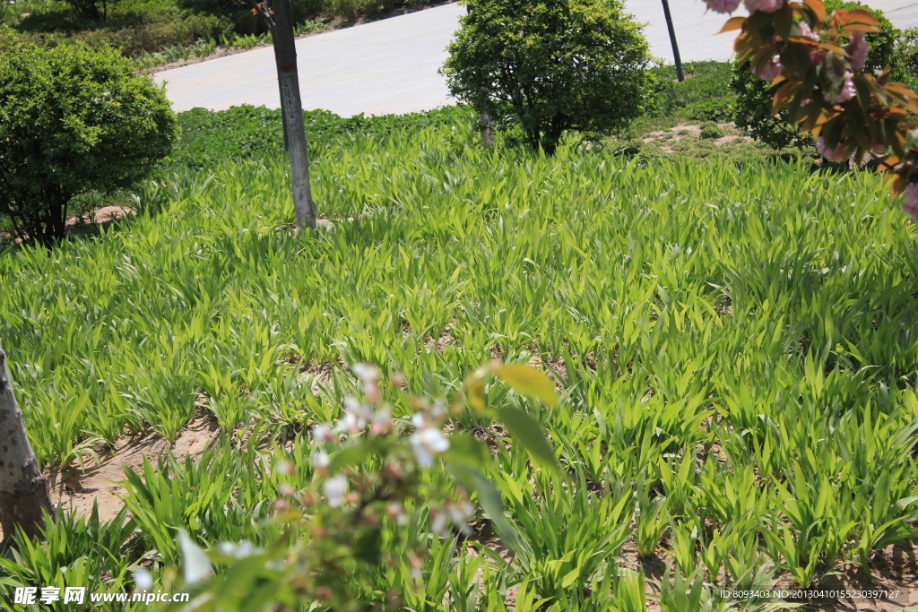 草坪