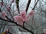 梅花 雪地里的梅花