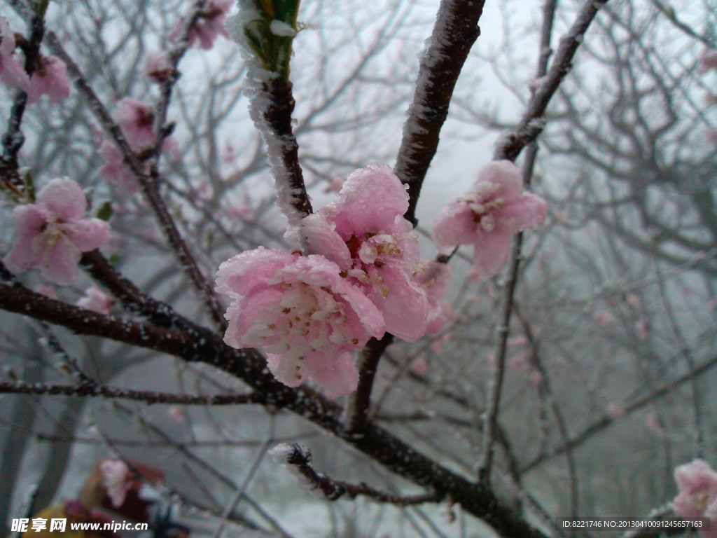 梅花 雪地里的梅花