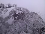 高山雪松
