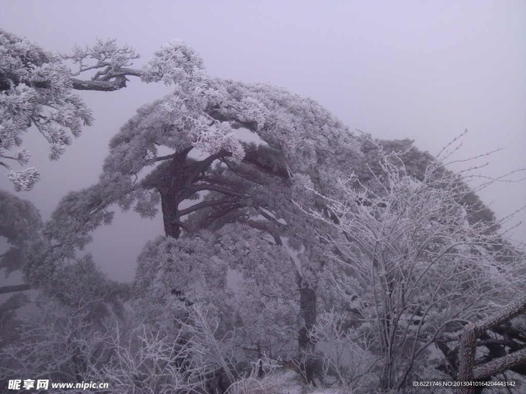 高山雪松