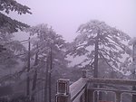黄山雪松